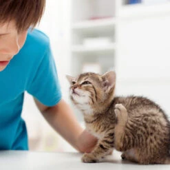 Beaphar Fiprotec Spray 10 Beaphar Fiprotec Spray -Haustierprodukte beaphar fiprotec spray 213596 0500 none