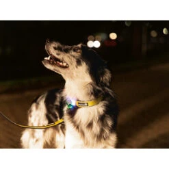 Beeztees Safety Gear Parinca Premium Halsband -Haustierprodukte beeztees safety gear parinca premium halsband 215015 0500 none