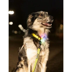 Beeztees Safety Gear Parinca Premium Hundeleine -Haustierprodukte beeztees safety gear parinca premium hondenriem 215039 0500 none