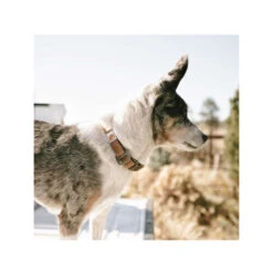 Carhartt Journeyman Collar -Haustierprodukte carhartt journeyman collar 187309 0500 none