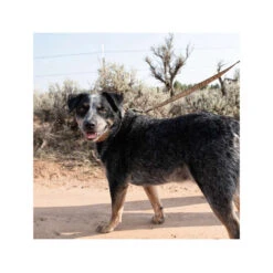 Carhartt Journeyman Leash -Haustierprodukte carhartt journeyman leash 187047 0500 none