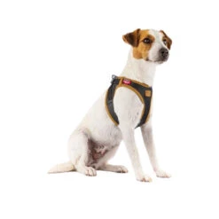 Curli Vegan Apple Leather Geschirr -Haustierprodukte curli harnas vegan appelleer 216631 0500 none