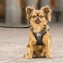 Curli Vest Harness Merino 19 Curli Vest Harness Merino -Haustierprodukte curli vest harness merino black 175270 0500 none