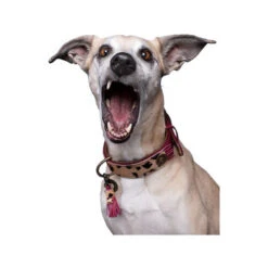 DWAM Halsband Lou Lou 8 DWAM Halsband Lou Lou -Haustierprodukte dwam halsband lou lou 182182 0500 none