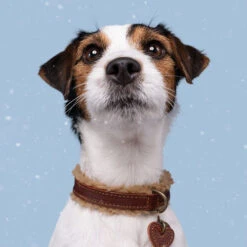 DWAM Halsband Teddy 7 DWAM Halsband Teddy -Haustierprodukte dwam halsband teddy 189220 0500 none