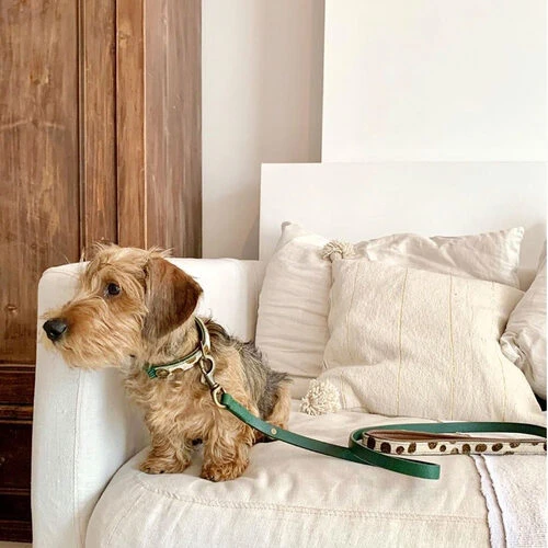 DWAM Hundeleine Ivy 5 DWAM Hundeleine Ivy – Bild 3