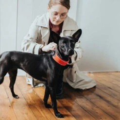 Hunter Halsband Divo -Haustierprodukte hunter halsband divo 208013 0500 none