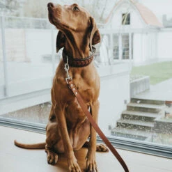 Hunter Trainingsleine - Braun -Haustierprodukte hunter trainingsriem bruin 175348 0500 none