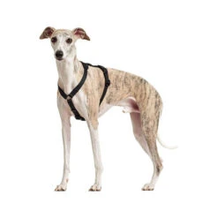 Hunter Vario Rapid Sicherheitsgeschirr - Schwarz -Haustierprodukte hunter vario rapid veiligheidsharnas zwart 169507 0500 none