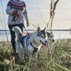 Hurtta - Geschirr Weekend Warrior Winter - Bilberry -Haustierprodukte hurtta weekend warrior winter harnas bilberry 216605 0500 none