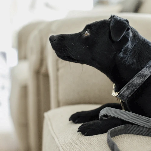 Kentucky Dogwear Hundehalsband Wool 4 Kentucky Dogwear Hundehalsband Wool – Bild 2