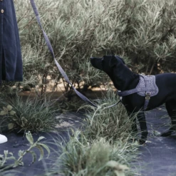 Kentucky Dogwear Hundegeschirr Body Safe Wool -Haustierprodukte kentucky dogwear hondenharnas body safe wool 219214 0500 none