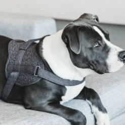 Kentucky Dogwear Hundegeschirr Body Safe Wool -Haustierprodukte kentucky dogwear hondenharnas body safe wool 219215 0500 none