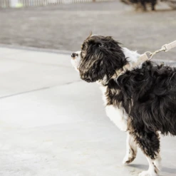 Kentucky Dogwear Hundeleine Wool -Haustierprodukte kentucky dogwear hondenlijn wool 219683 0500 none