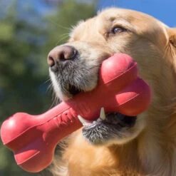 KONG Goodie Bone 8 KONG Goodie Bone -Haustierprodukte kong goodie bone 194186 0500 none