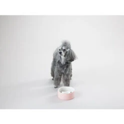 PAIKKA Slow Feed Bowl -Haustierprodukte paikka slow feed bowl 217878 0500 none