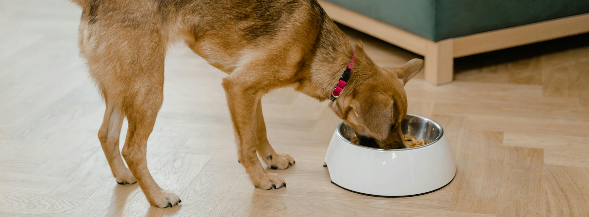 Haustierprodukte 2 Haustierprodukte -Haustierprodukte pexels mart production 8434725