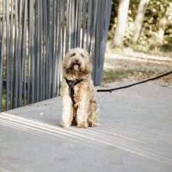 Kentucky Dog Harness Active Velvet -Haustierprodukte prod 15744 218994 0500 none