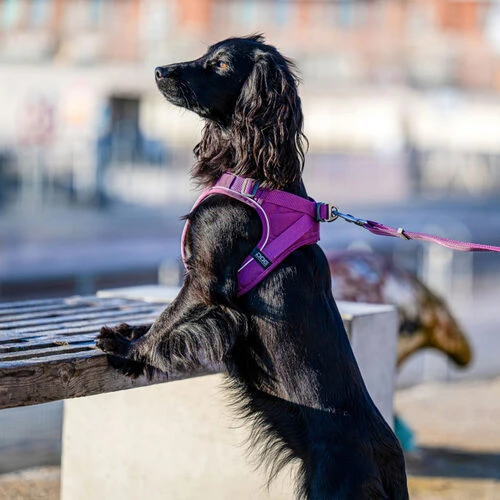 DOG Copenhagen Comfort Walk Go Geschirr 15 DOG Copenhagen Comfort Walk Go Geschirr – Bild 13