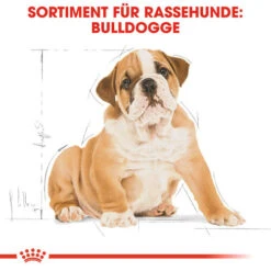 Royal Canin Bulldog Puppy - Hundefutter -Haustierprodukte royal canin bulldog puppy hondenvoer 137812 0500 none