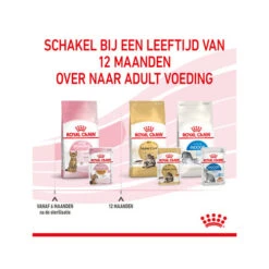Royal Canin Kitten Sterilised Gelee - Beutel -Haustierprodukte royal canin kitten sterilised in jelly maaltijdzakje 207221 0500 none