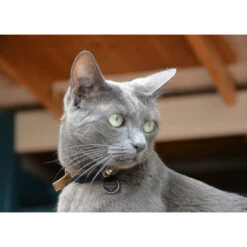 Spotted! Pro Dog & Cat -Haustierprodukte spotted pro dog cat 166915 0500 none