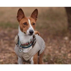 Spotted! Pro Dog & Cat -Haustierprodukte spotted pro dog cat 166918 0500 none