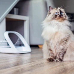 Surefeed Connect Mikrochip-Futterautomat -Haustierprodukte surefeed microchip voerbak connect 221224 0500 none